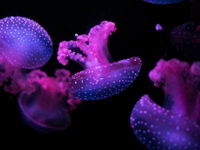 Pink and purple small flourescent jellyfish with white spotted caps float in inky darkness.